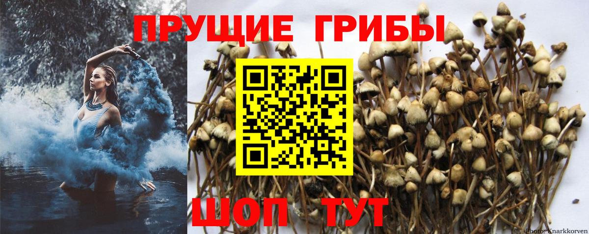 где купить наркотик  Вход с VPN  Котельники  Галлюциногенные грибы Cubensis 